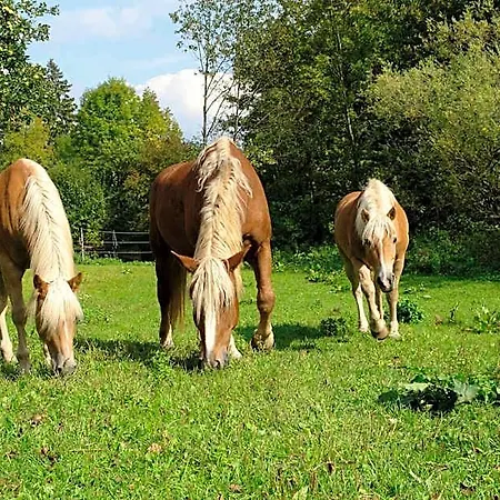 Szálloda Schoenau 3*